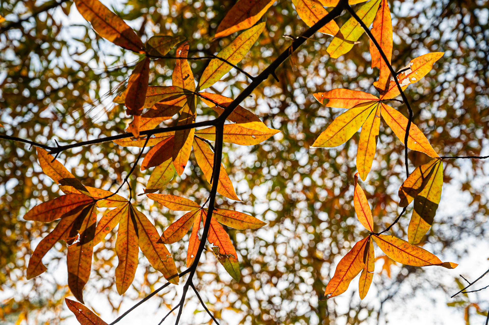 golden tones