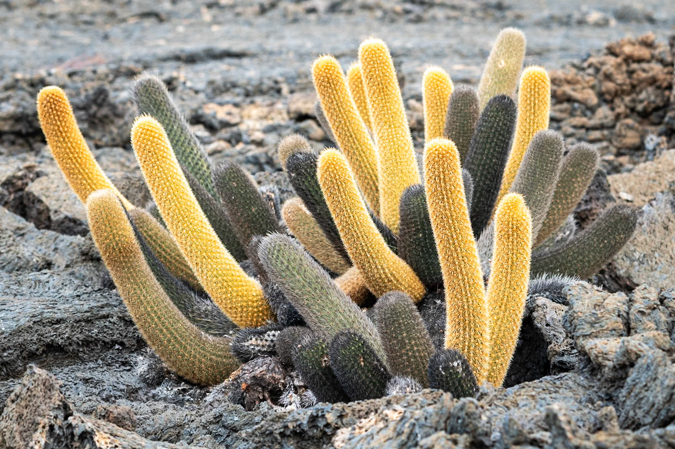 lava cacti