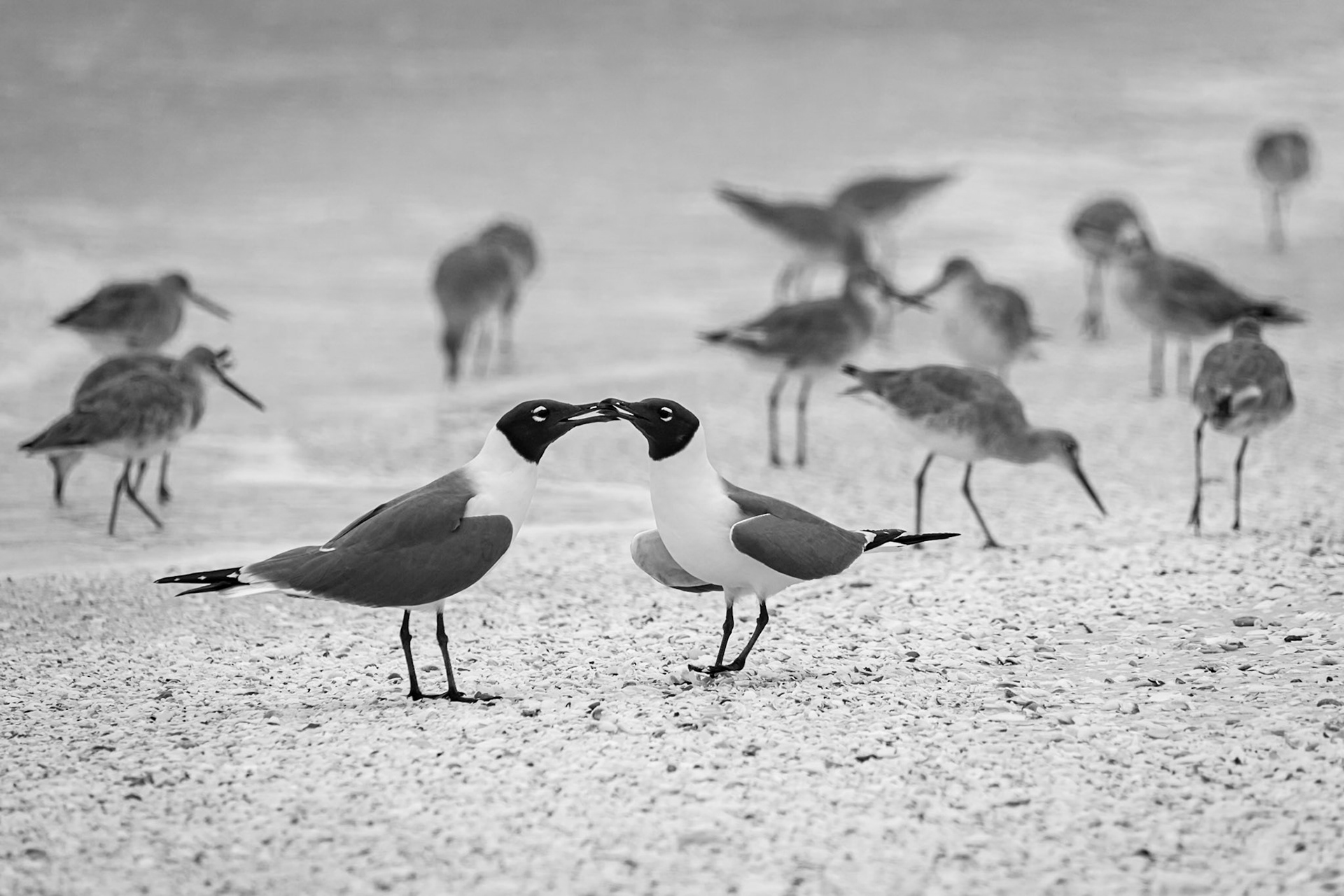 a little quarrel