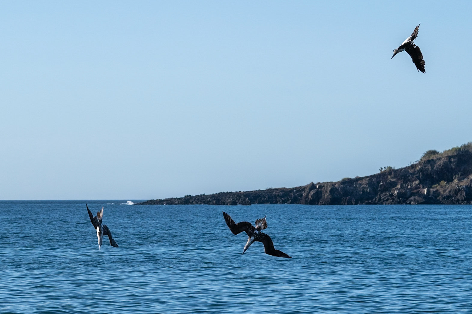 diving for fish