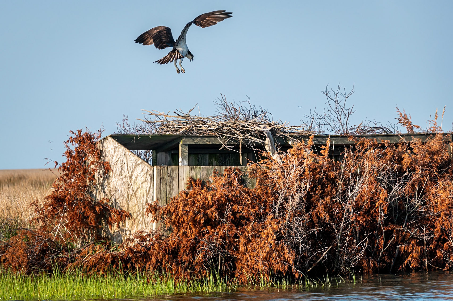 Osprey landing on nest