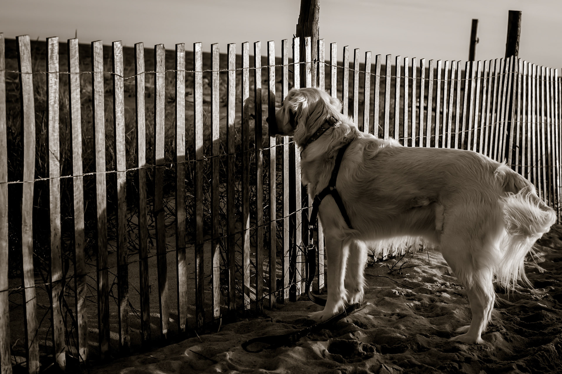 Tully shadow on dune fence