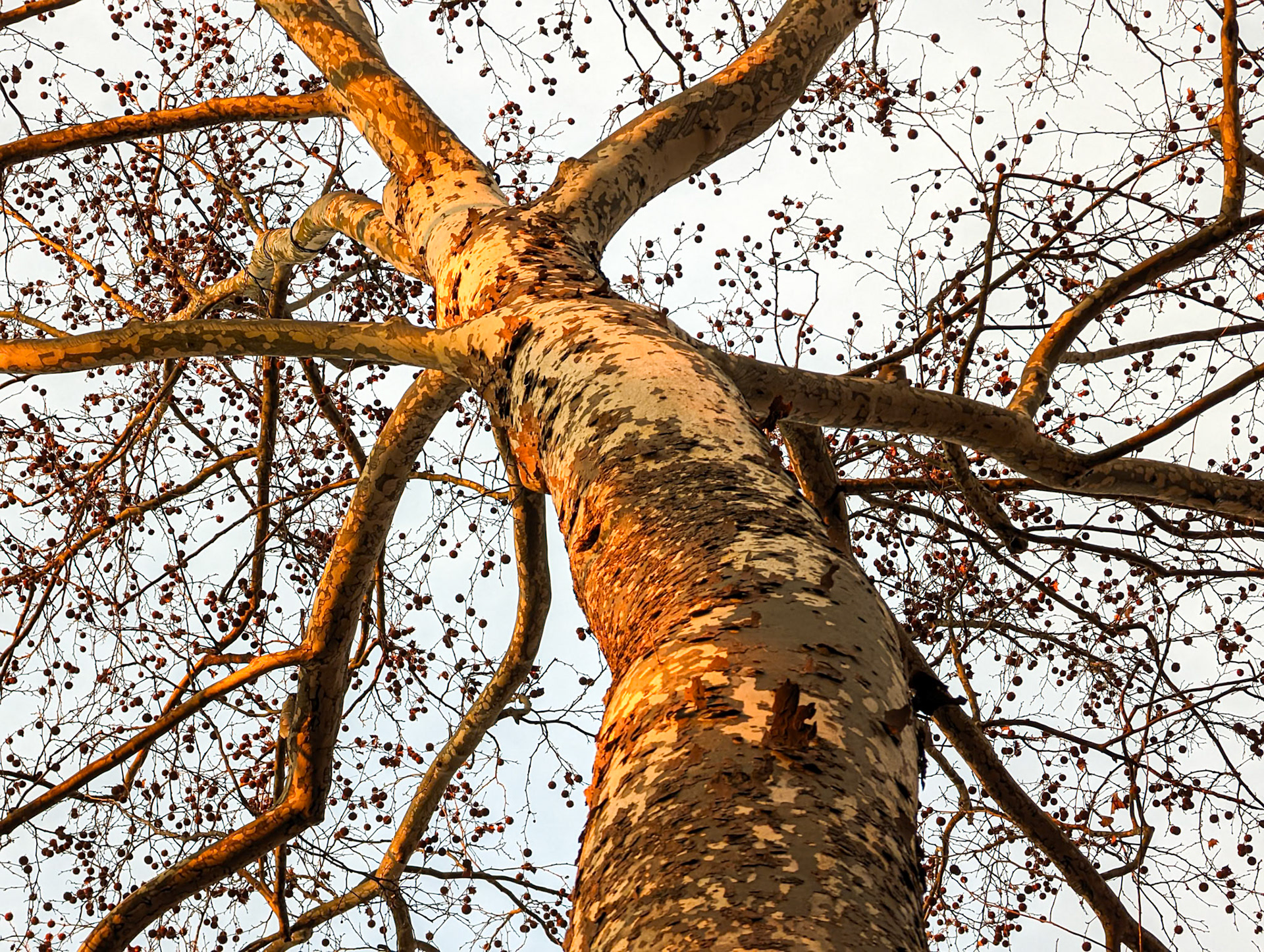 sycamore trunk
