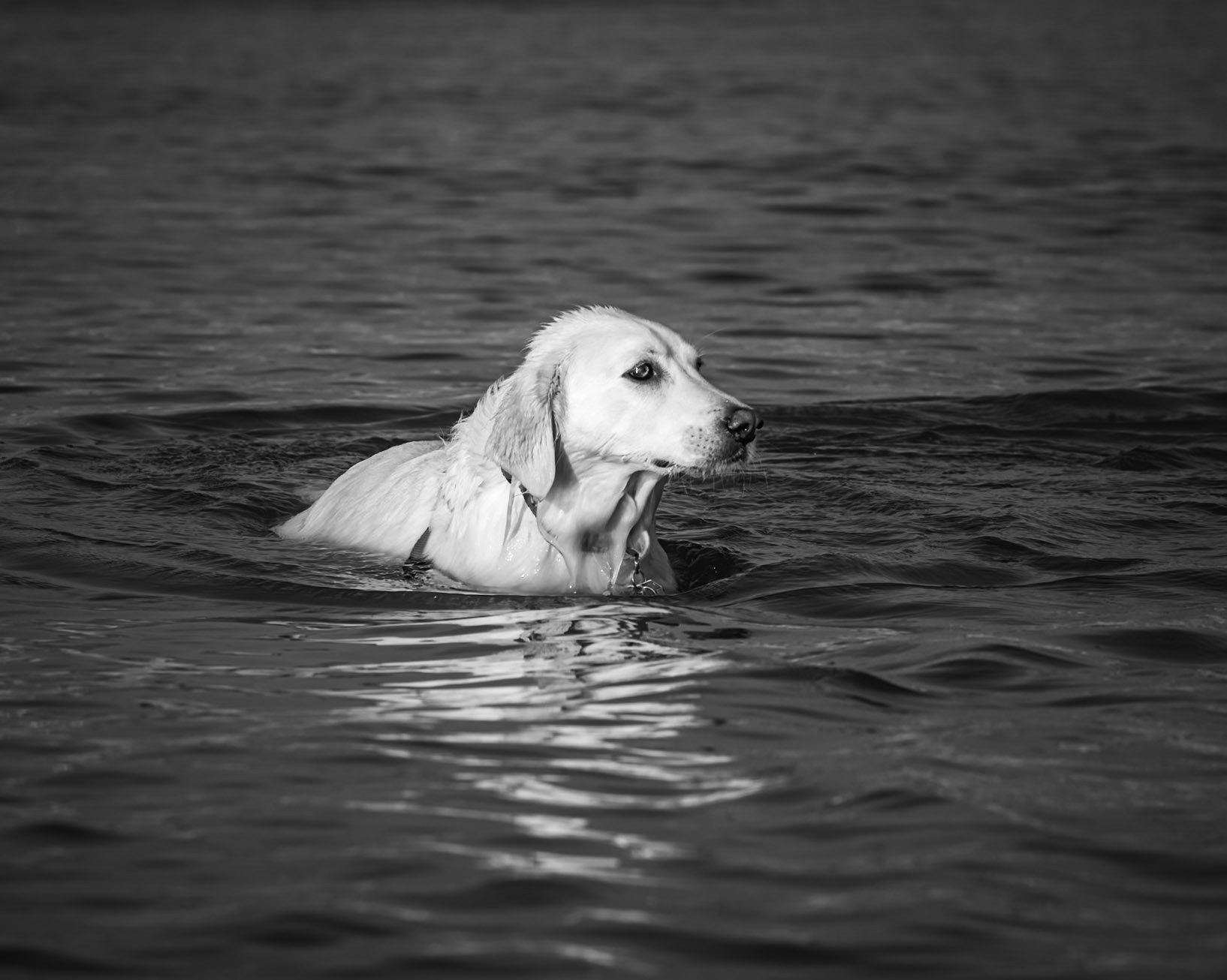 wading in the bay