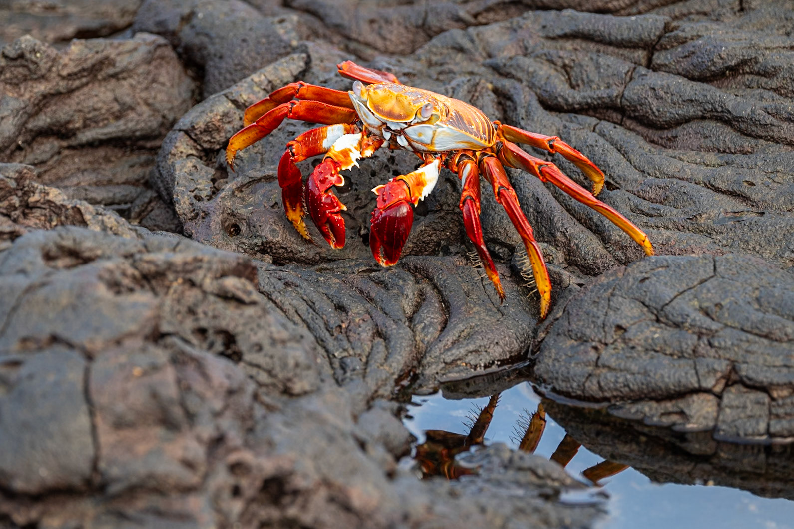 sally lightfoot crab