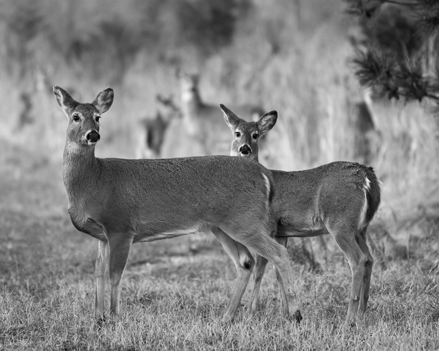 deer herd