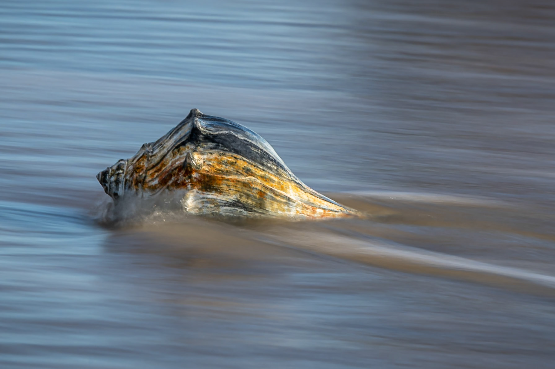 Whelk in ebbing tide