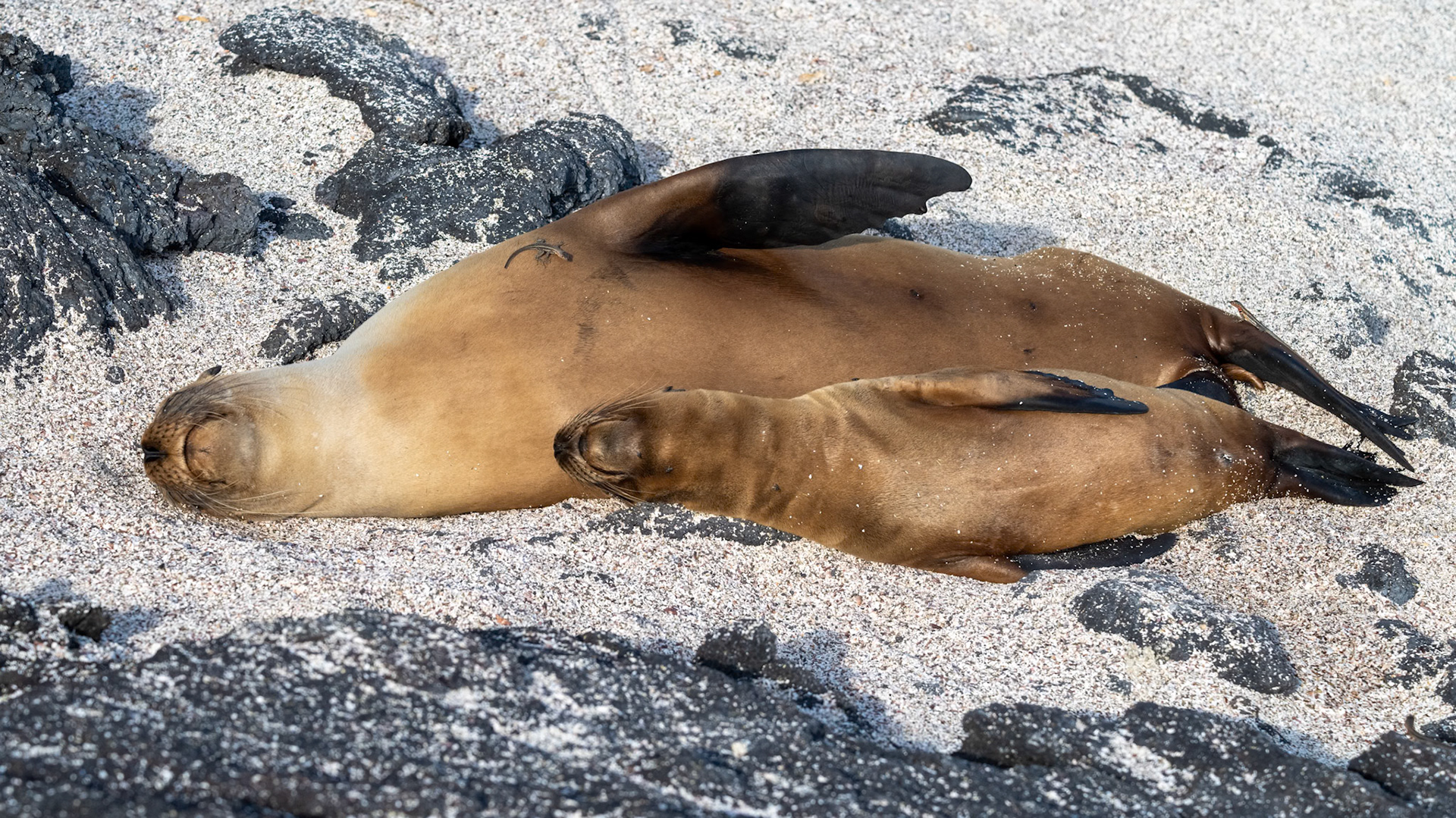 Galápagos sea lions