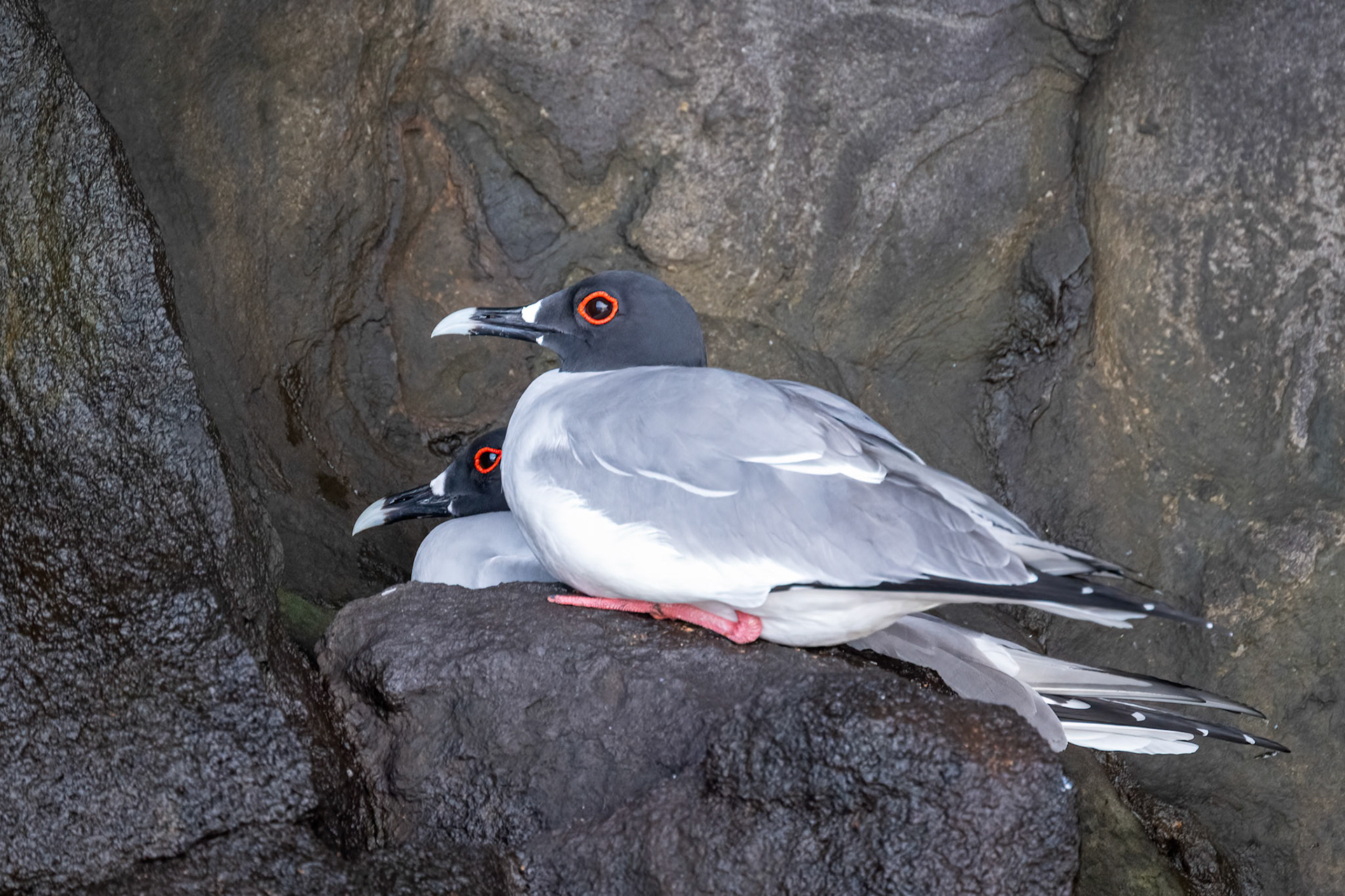 swallow-tailed gull