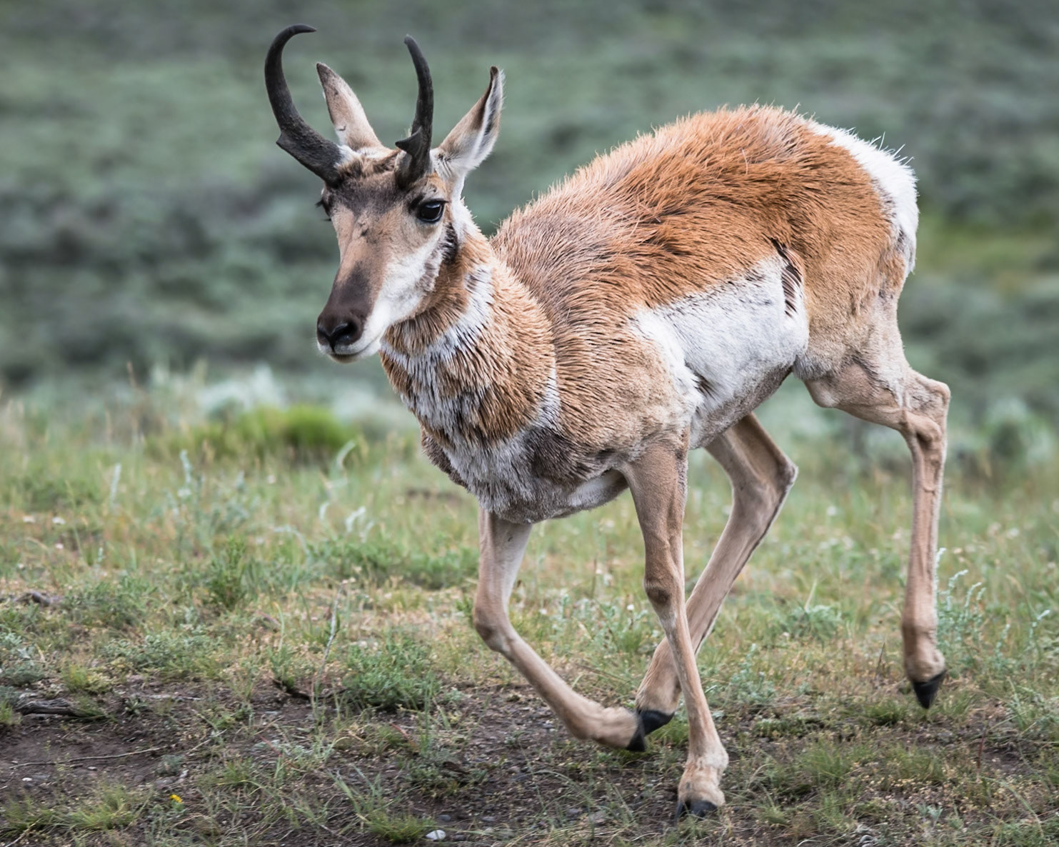 running pronghorn
