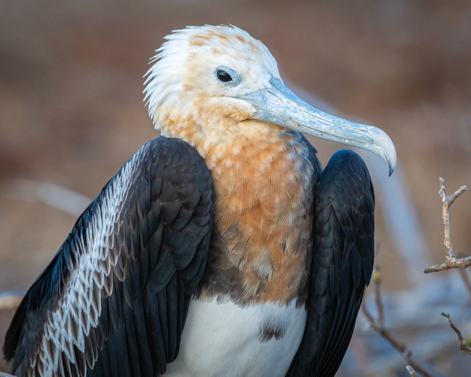 juvenile frigatebird