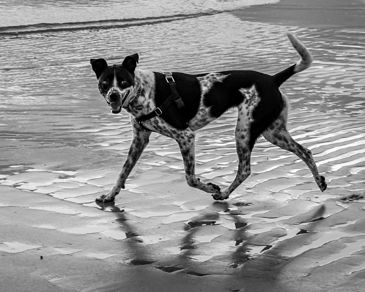 low tide strut