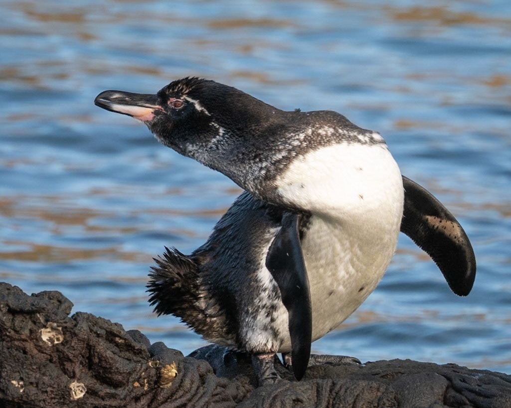 Galápagos penguin