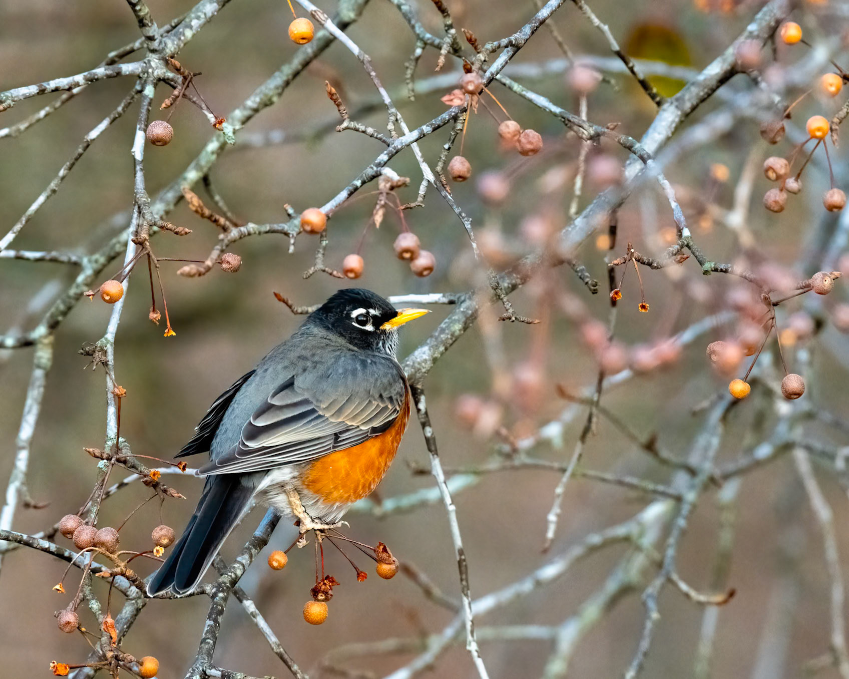 robin and berries
