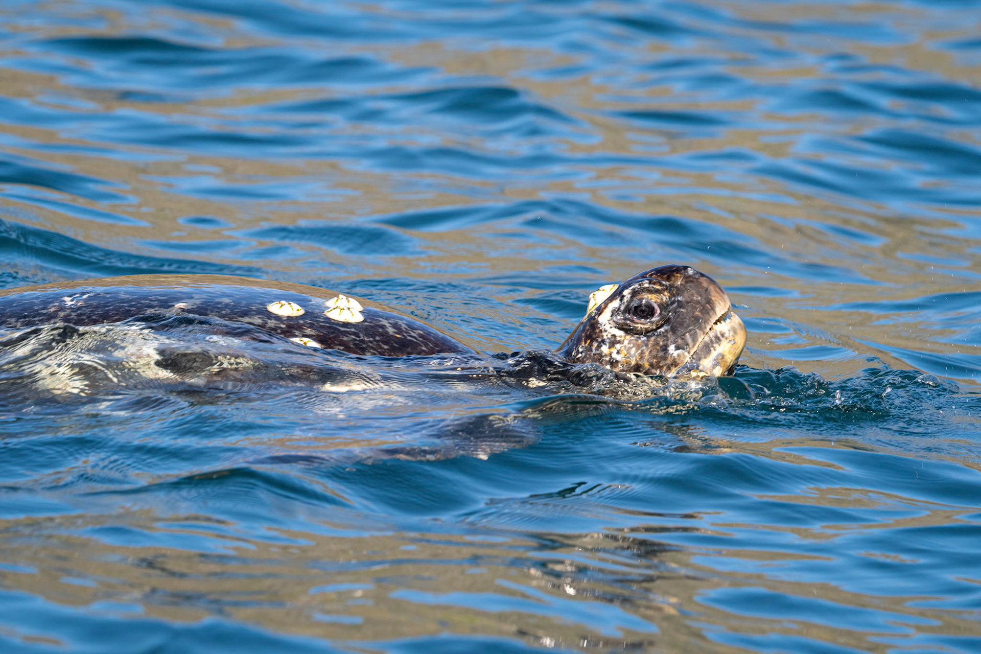 green turtle