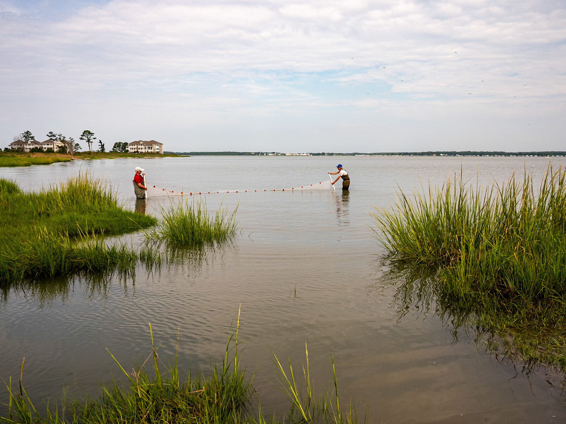 fish surveying