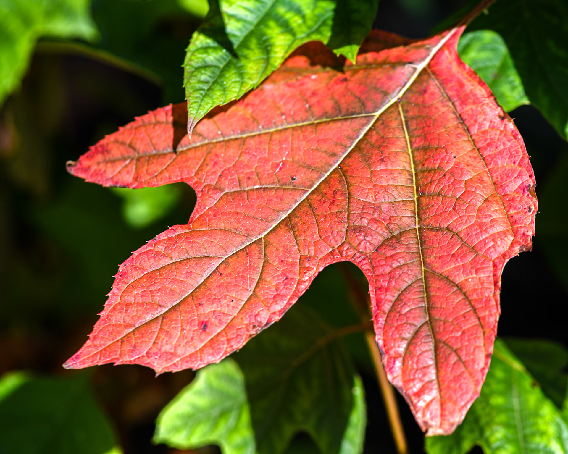 oakleaf hydrangea leaf