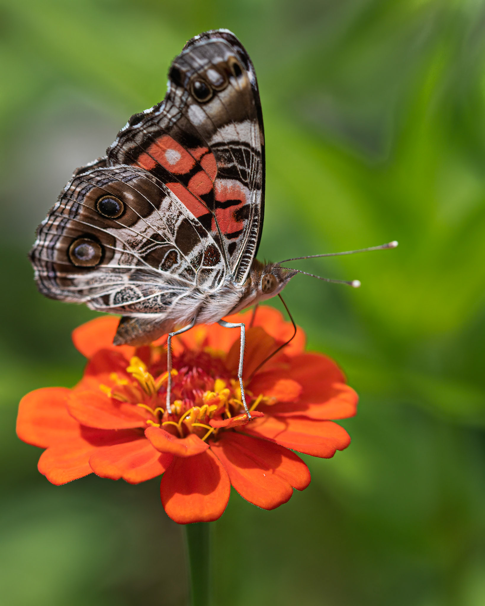 orange and brown