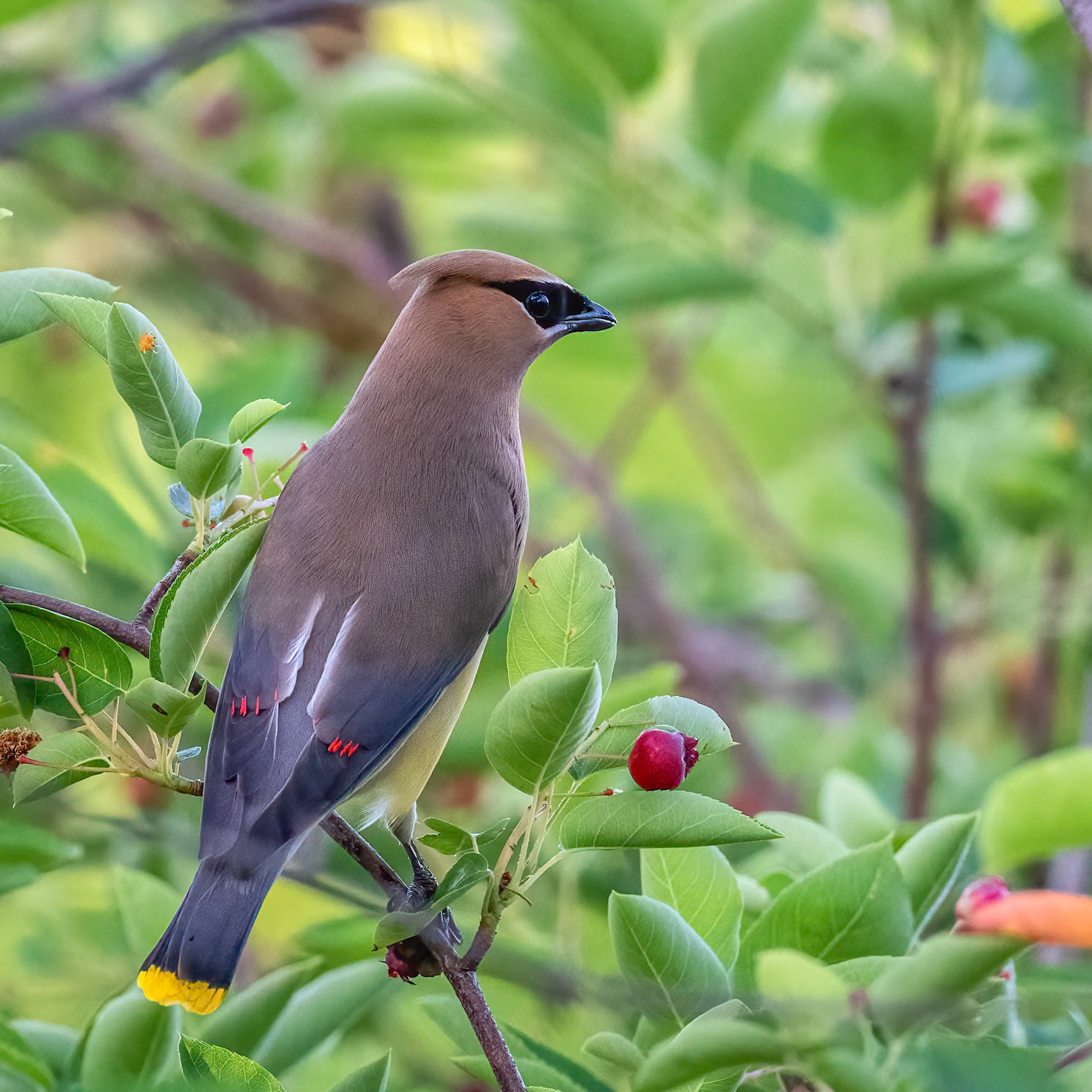 cedar waxwing and berries
