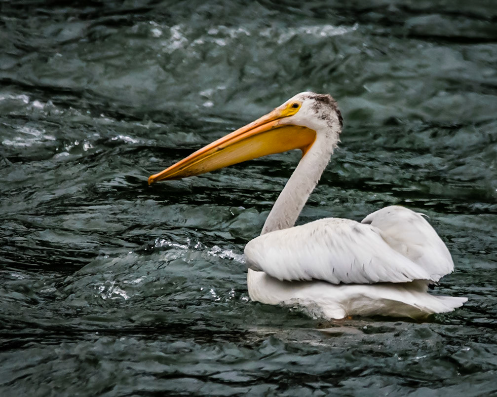 white pelican