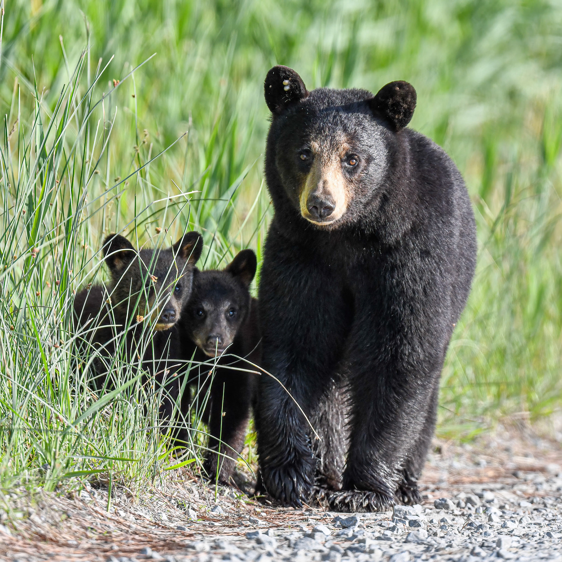 mama bear with cubs