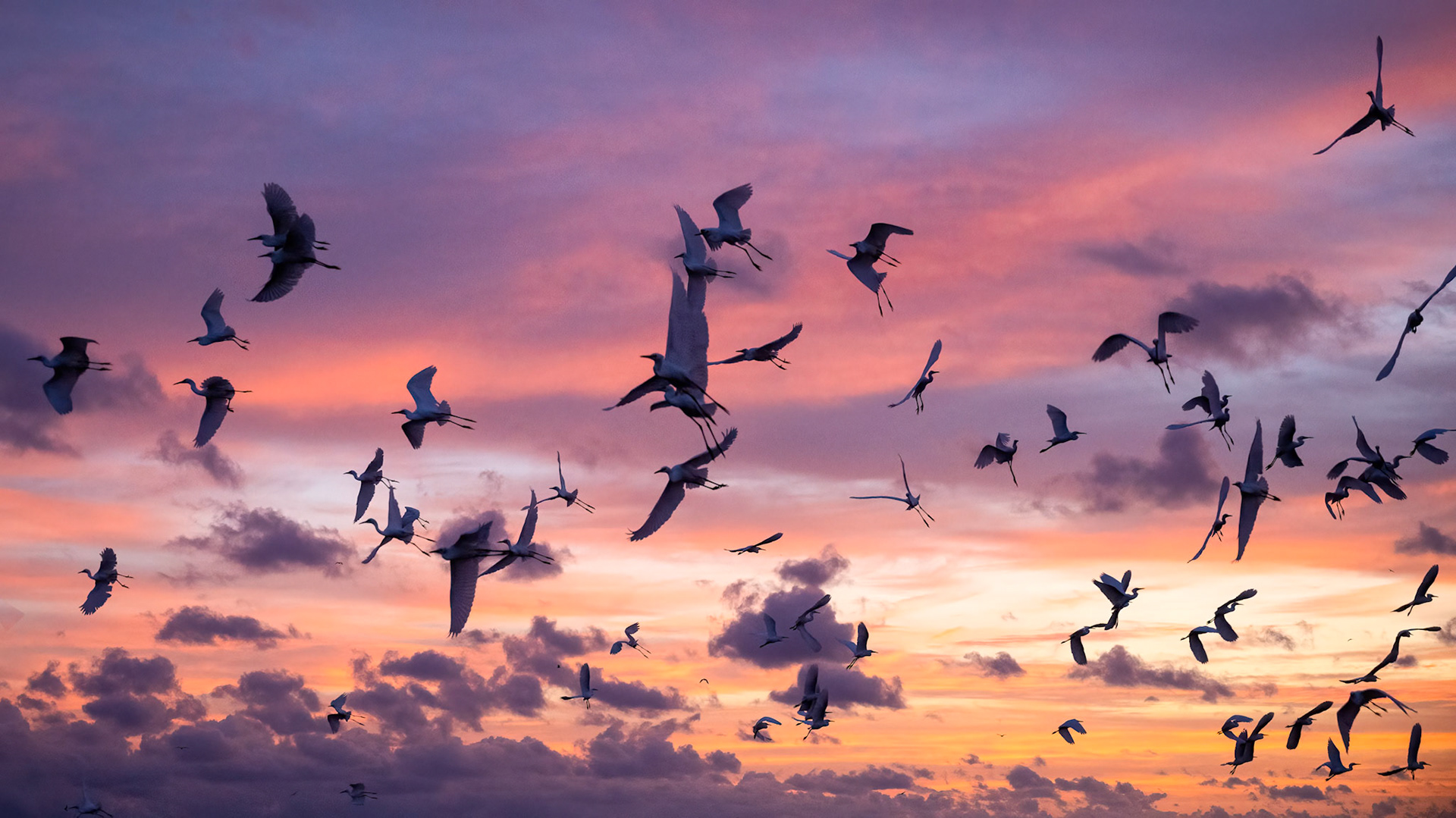 snowy egrets and pink sky