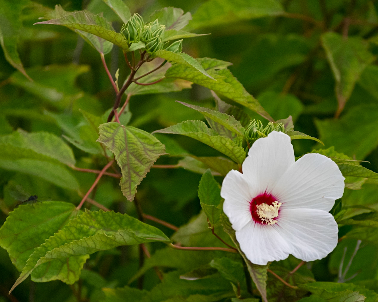hibiscus