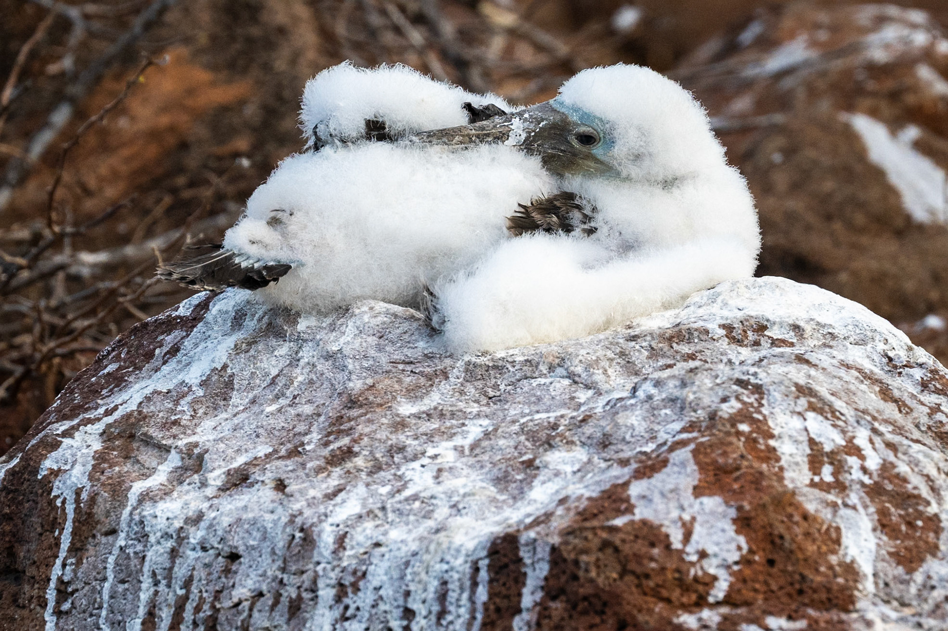 Nazca booby chicks