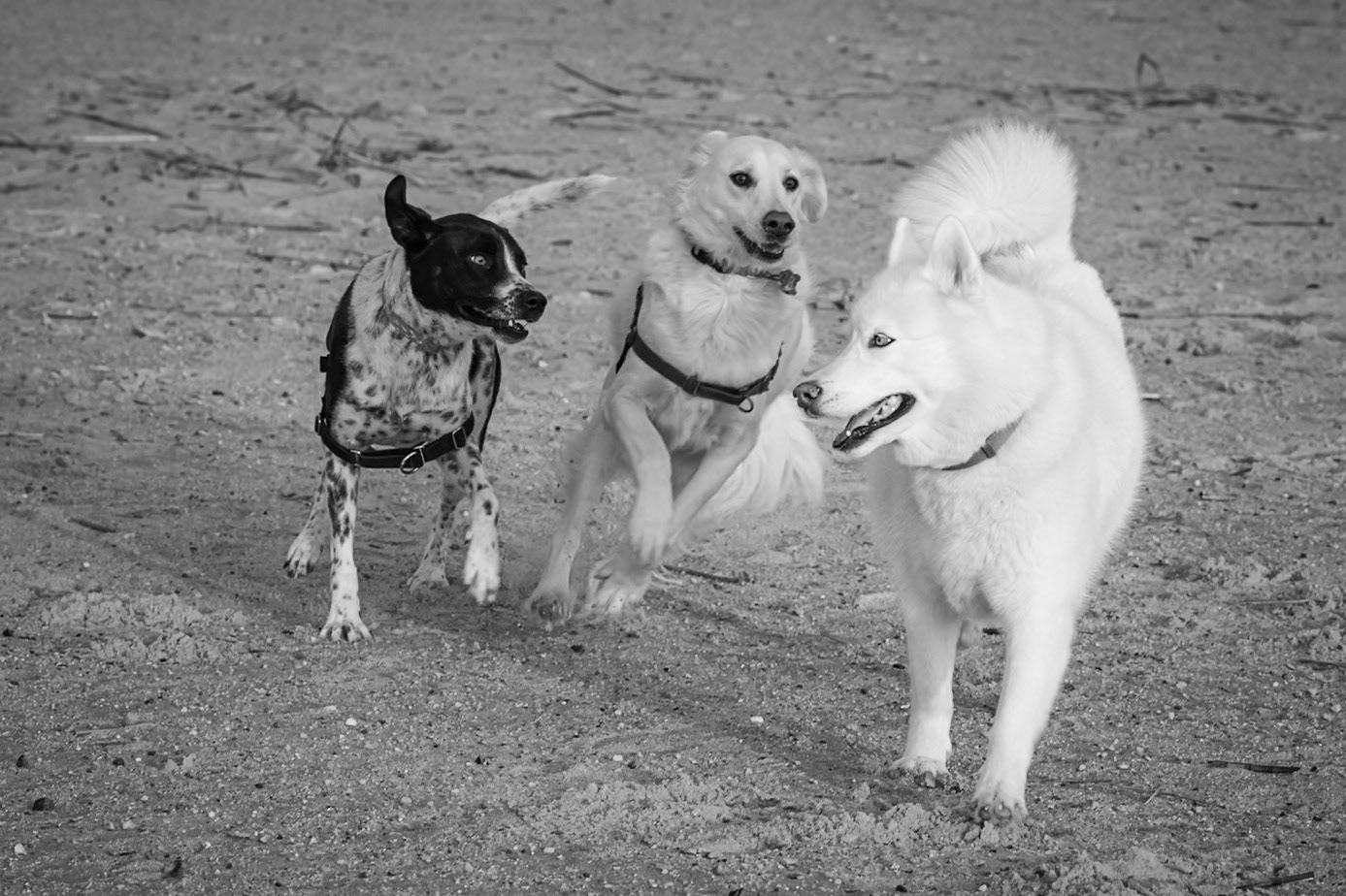the gang