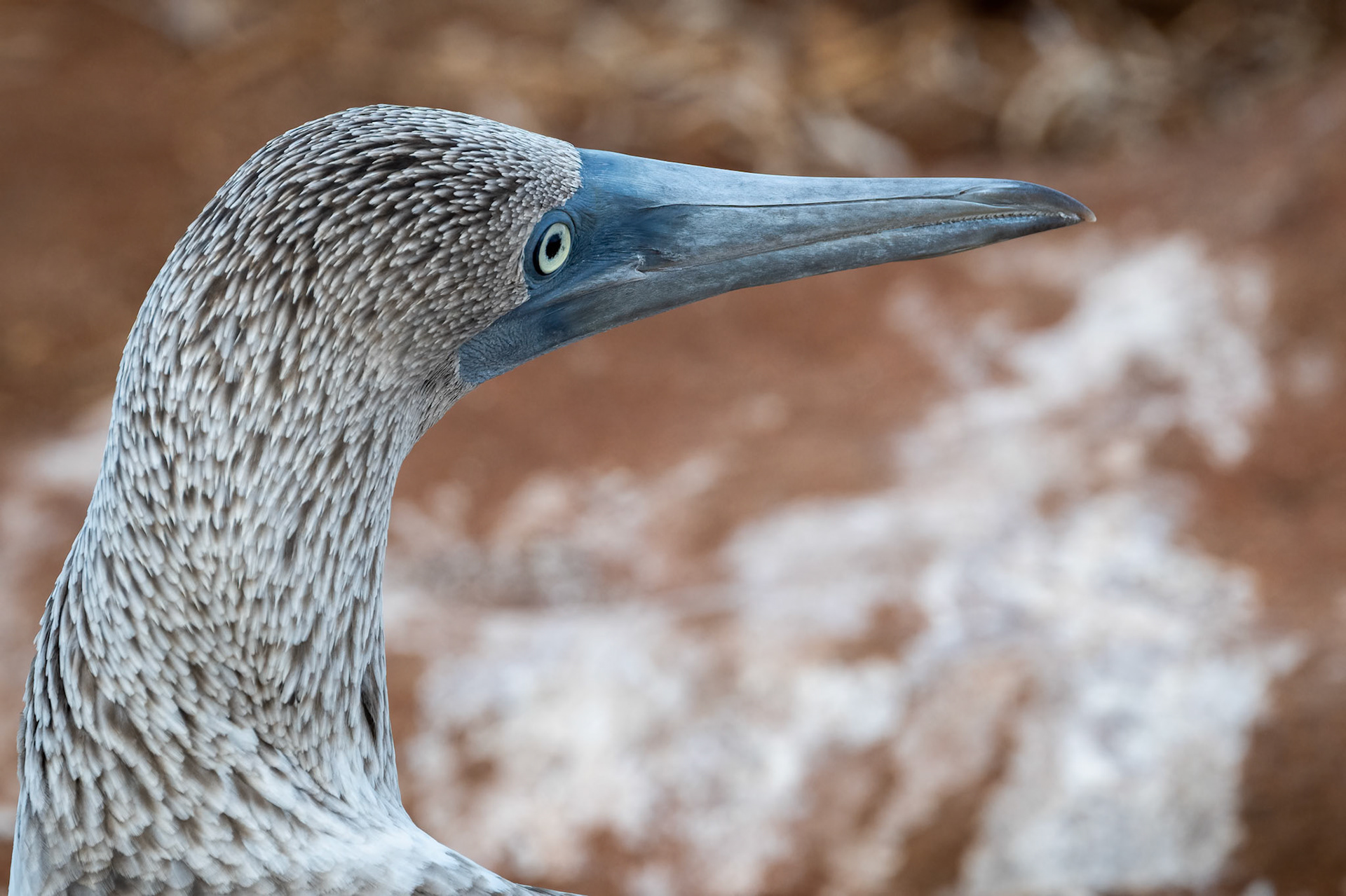 blue-footed booby