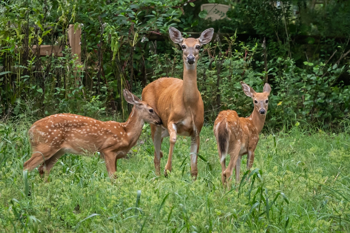 mom and her fawns