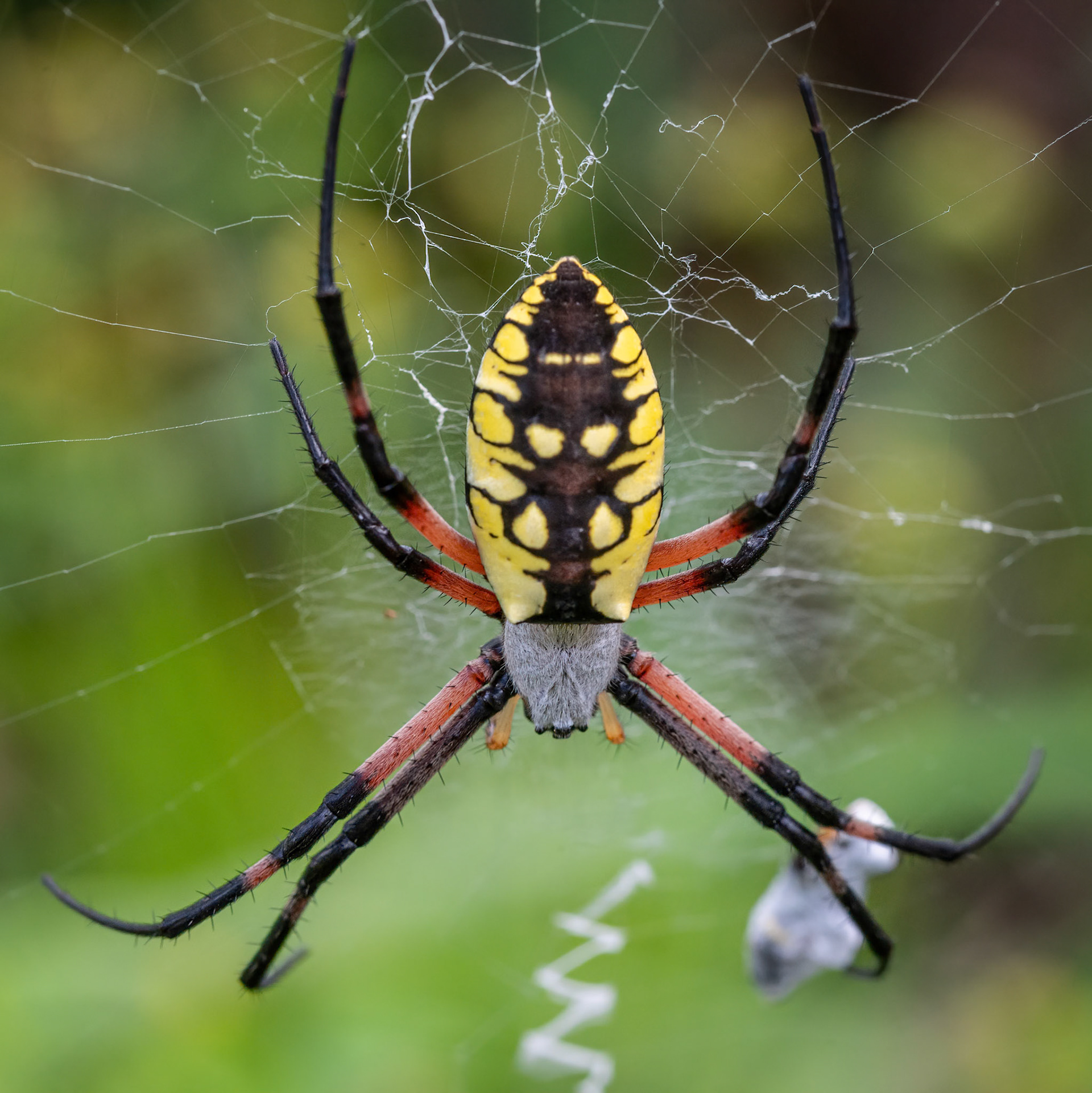garden orb