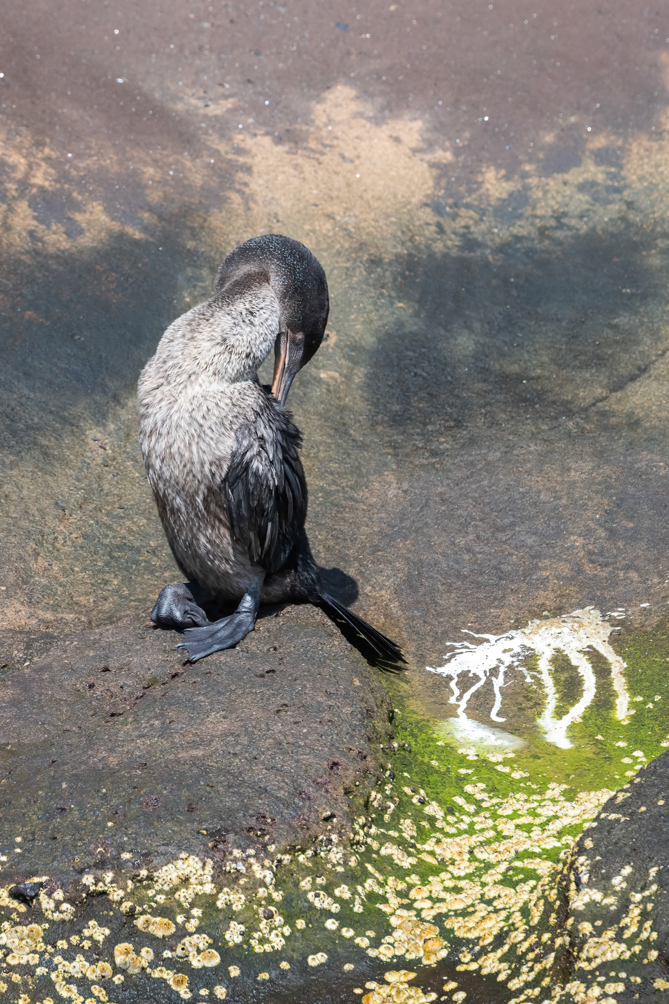 portrait of a flightless cormorant