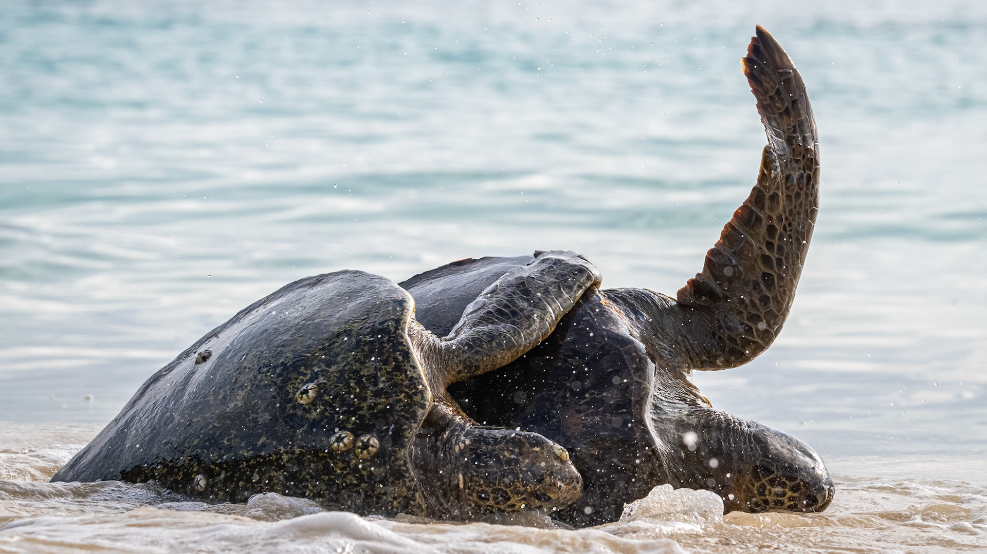 mating green turtles