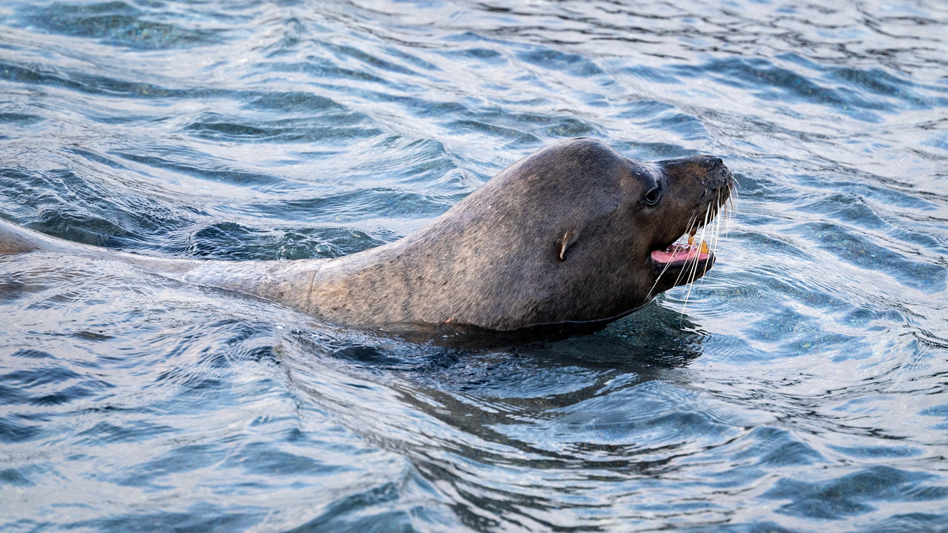 Galápagos sea lion bull