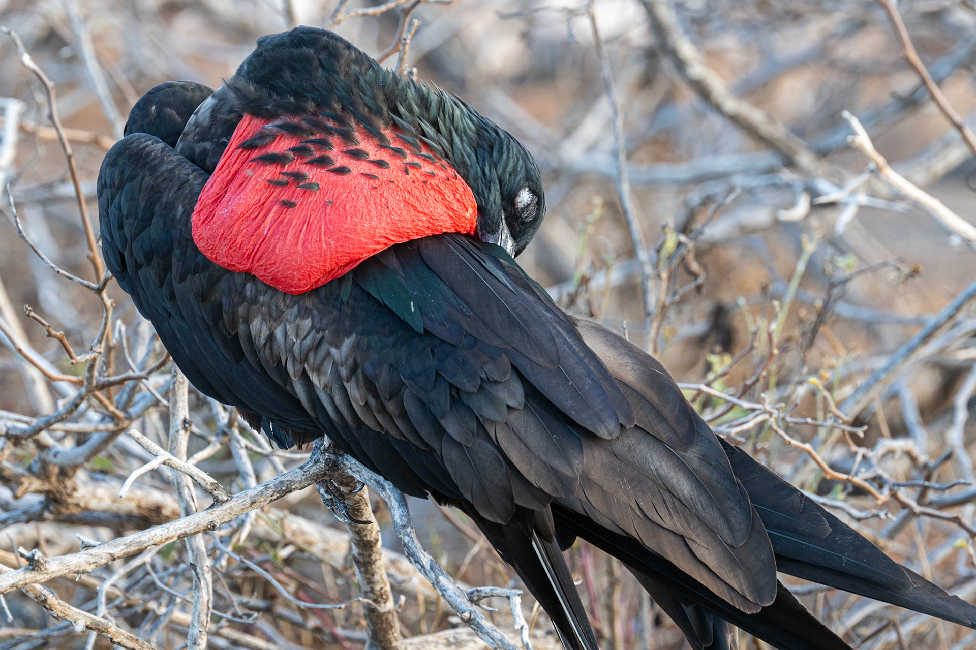 male frigate bird preening