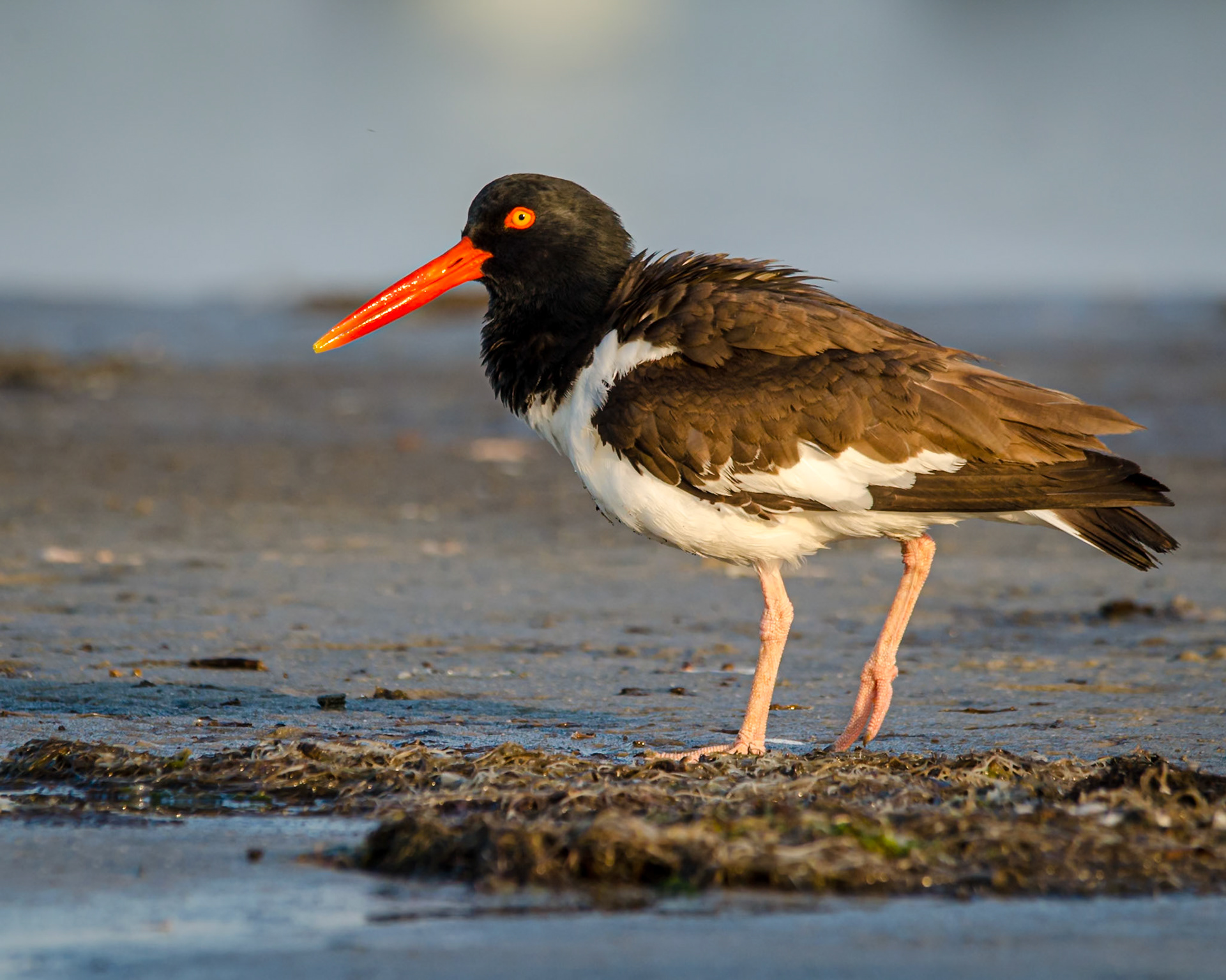 oyster catcher prowl