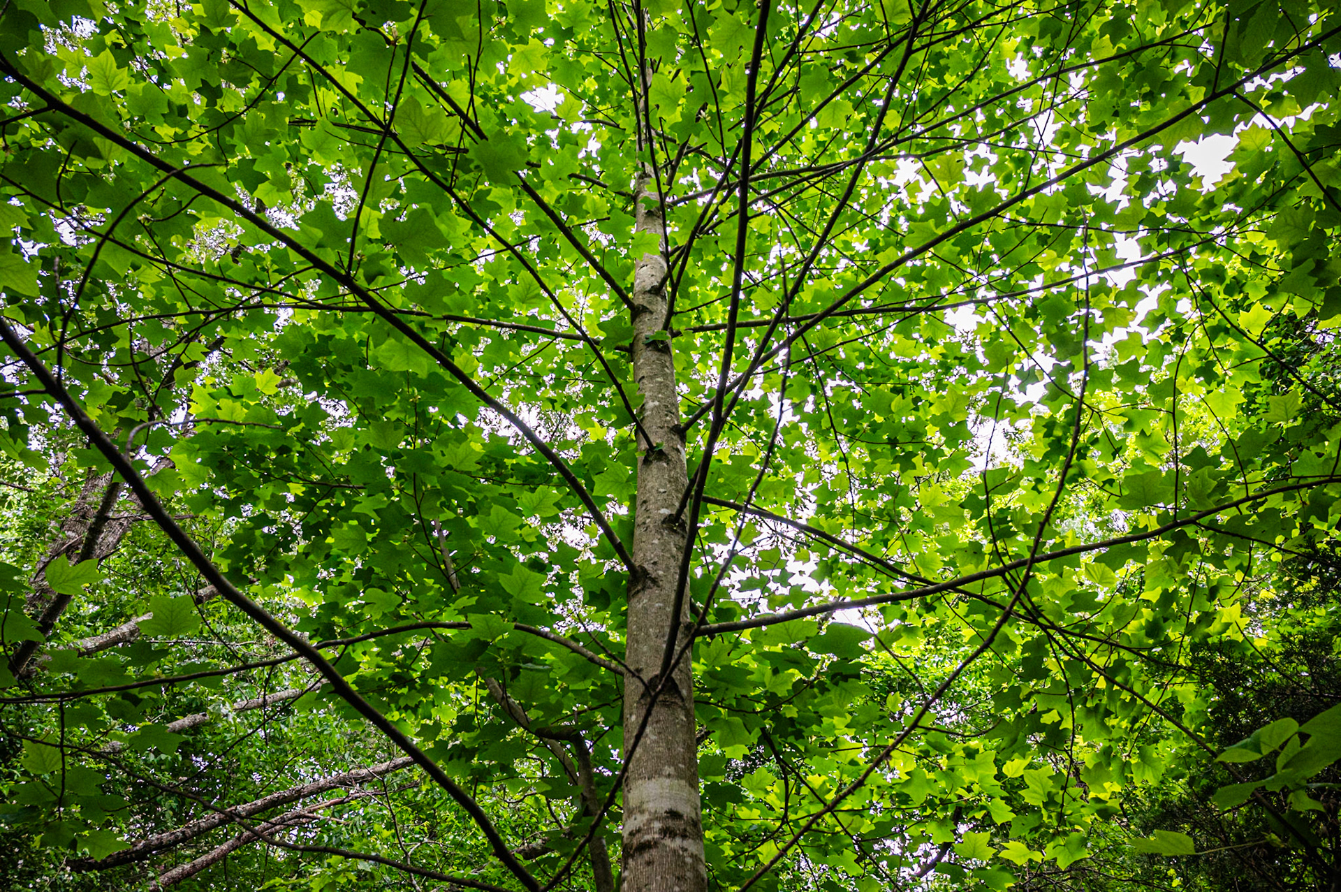 green tulip tree leaves