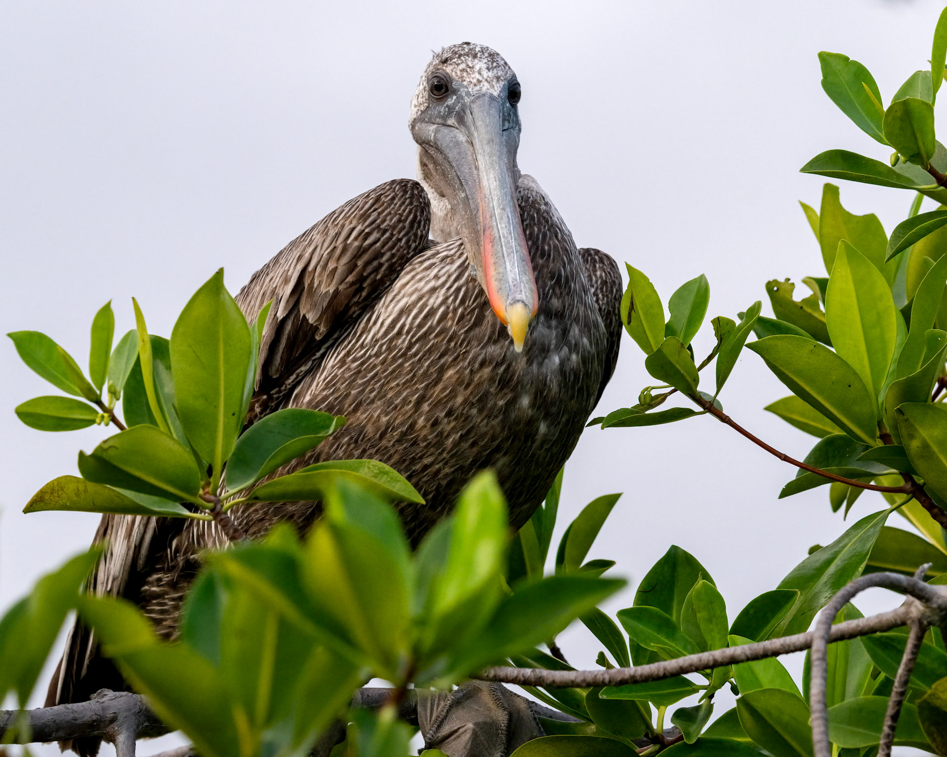 molting brown pelican