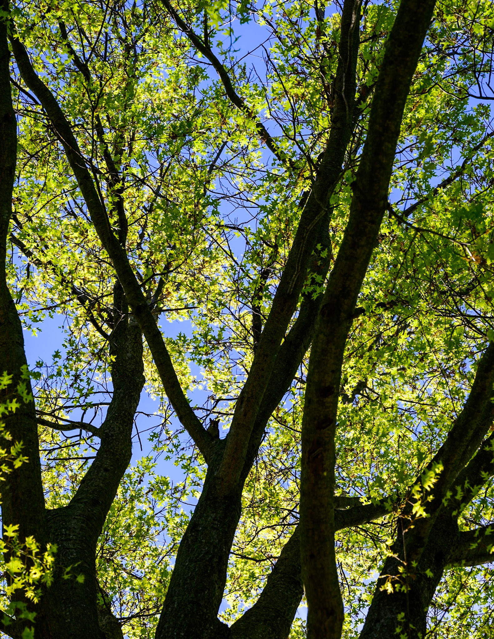 squirrel on treetop branches