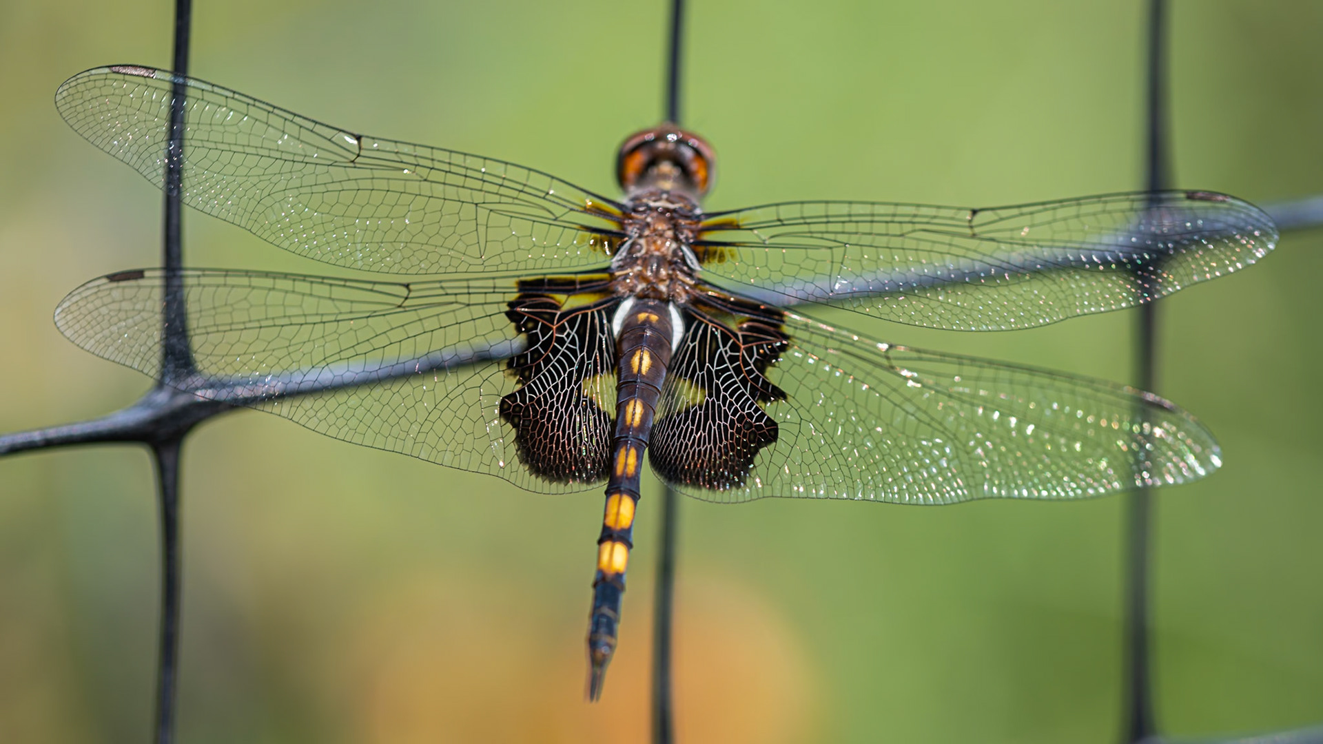 delicate wings