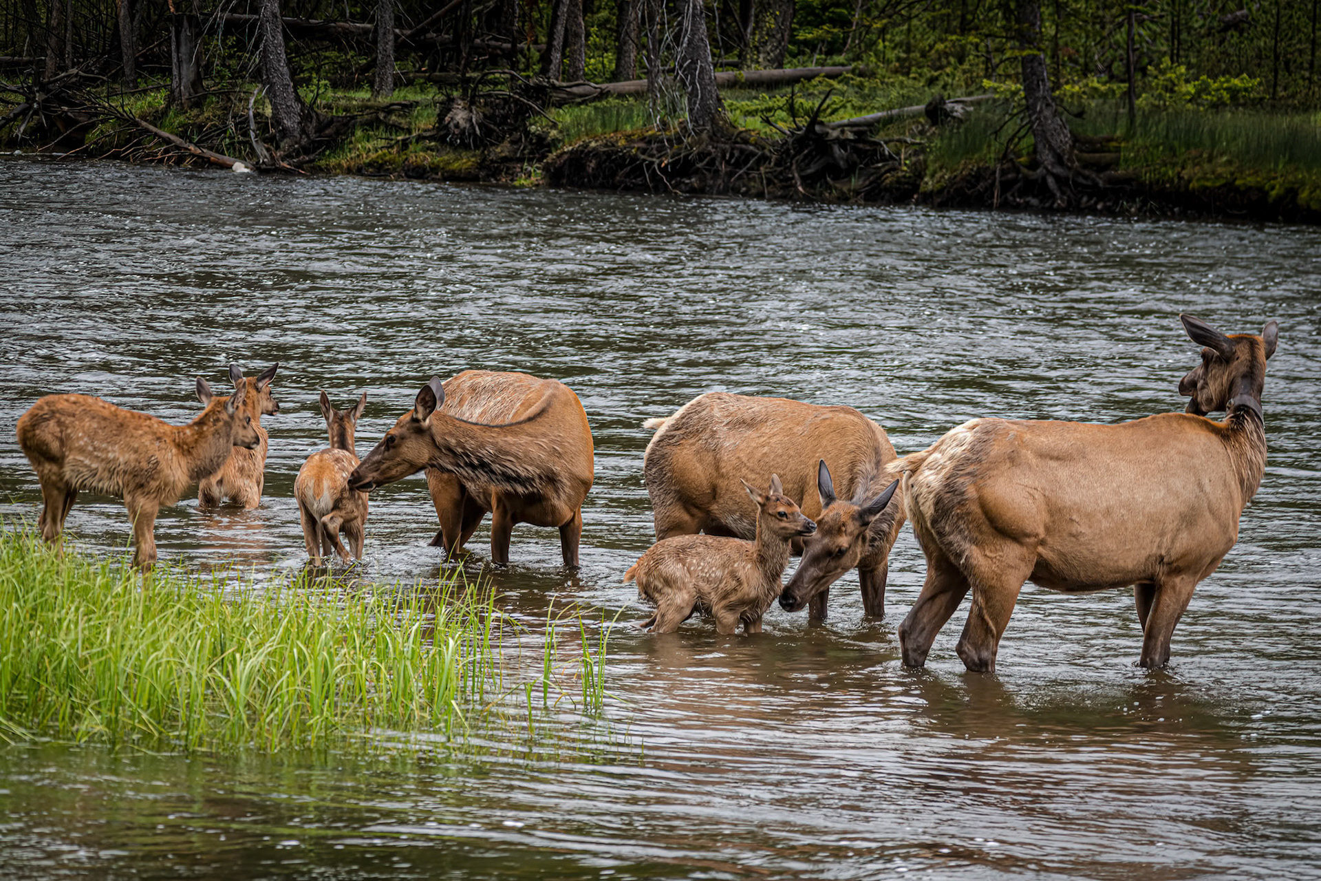 elk crossing