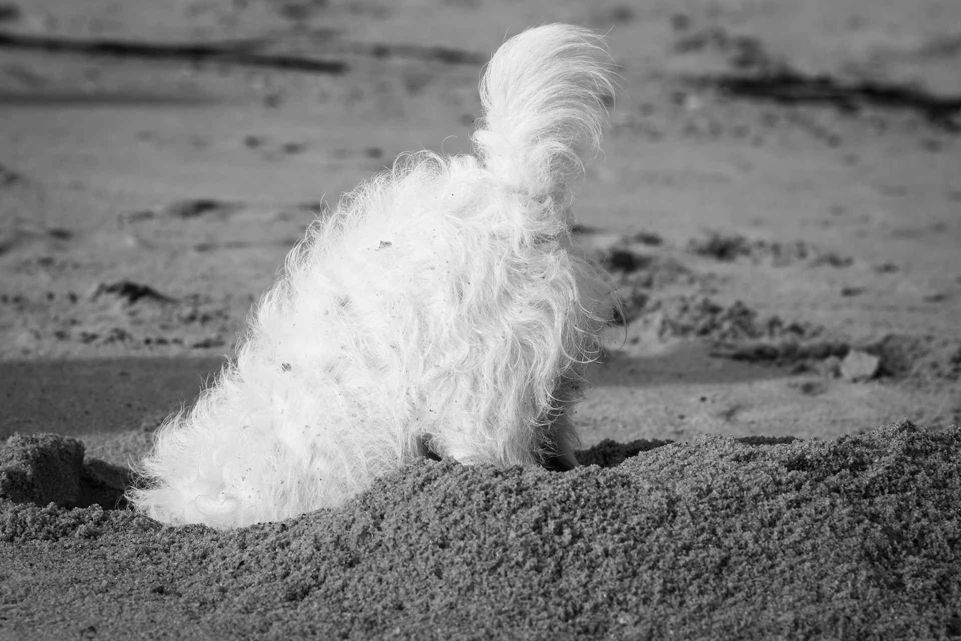Where's that mole crab?