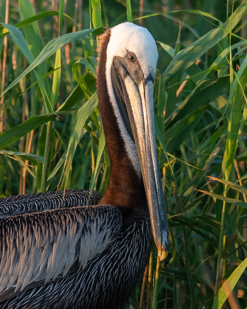 Portrait of a brown pelican
