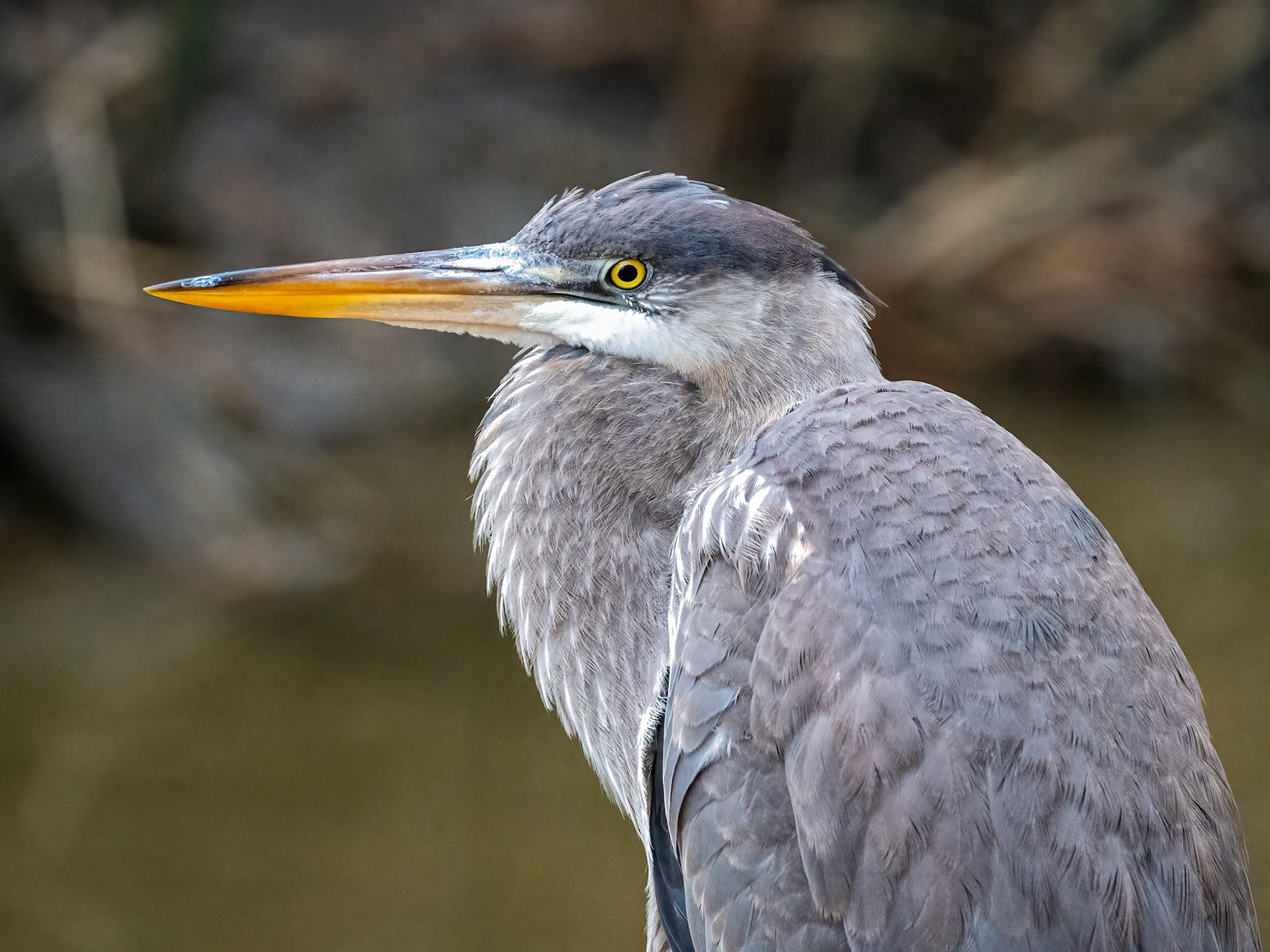 great blue heron profile