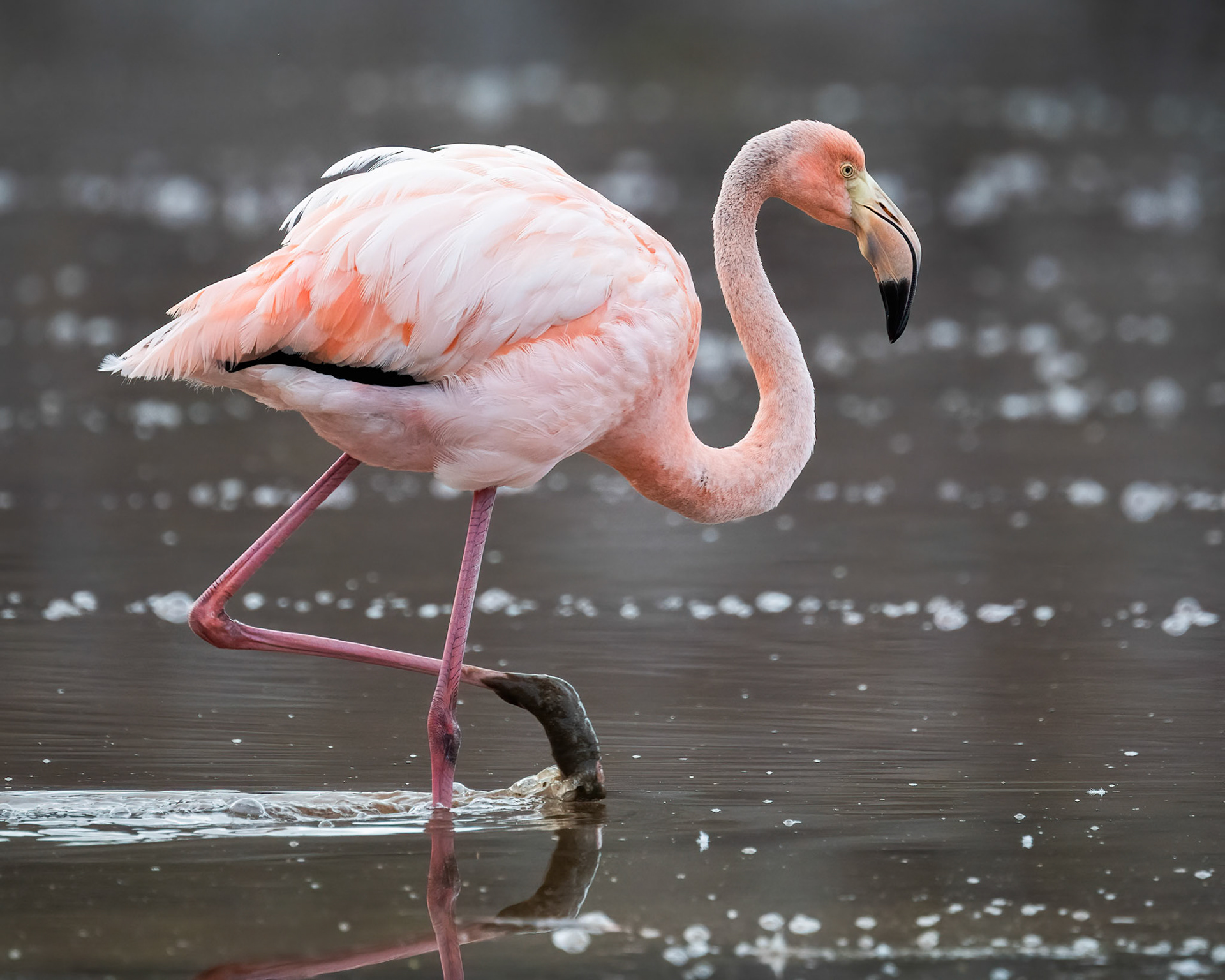 pink flamingo