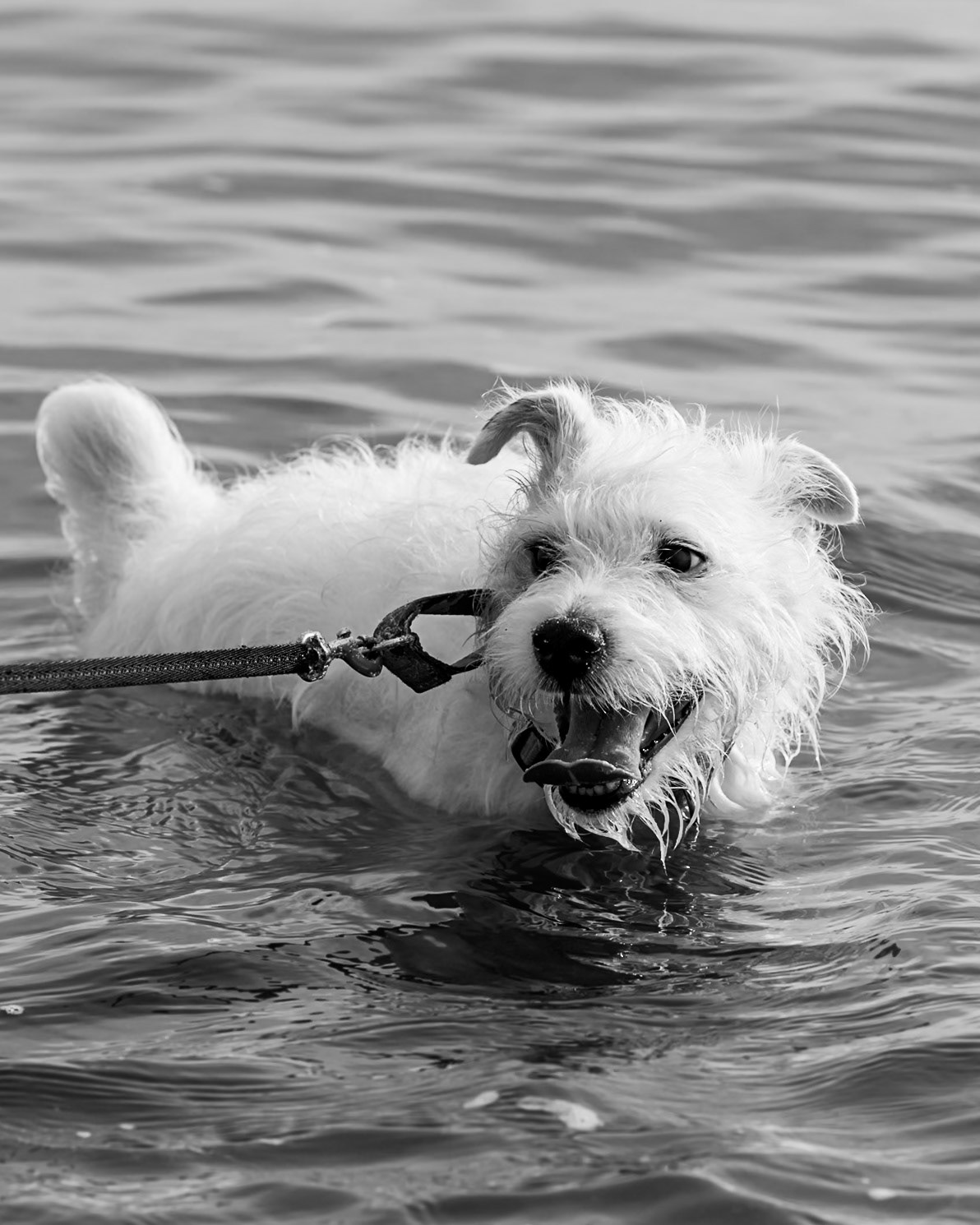 a morning swim