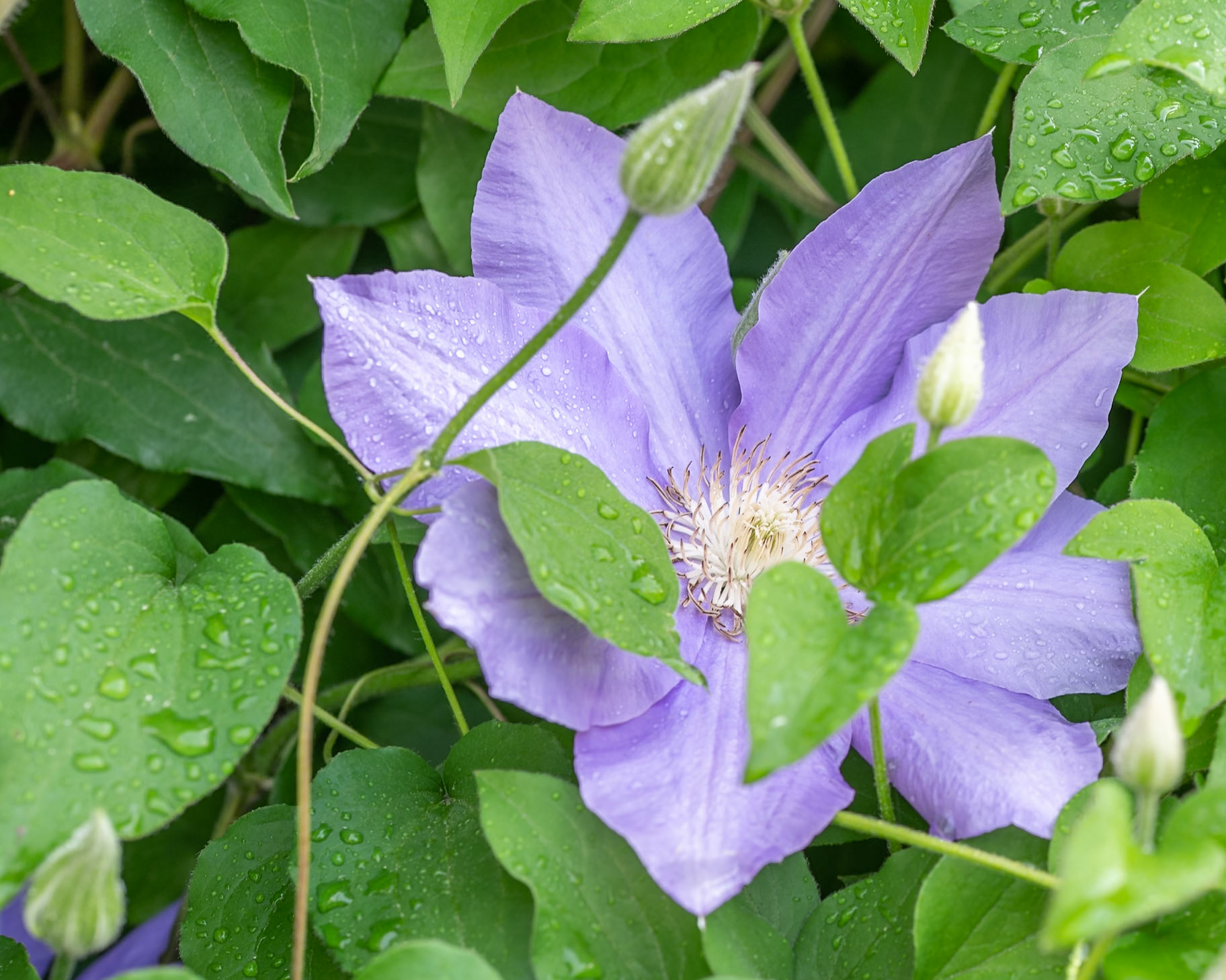 clematis