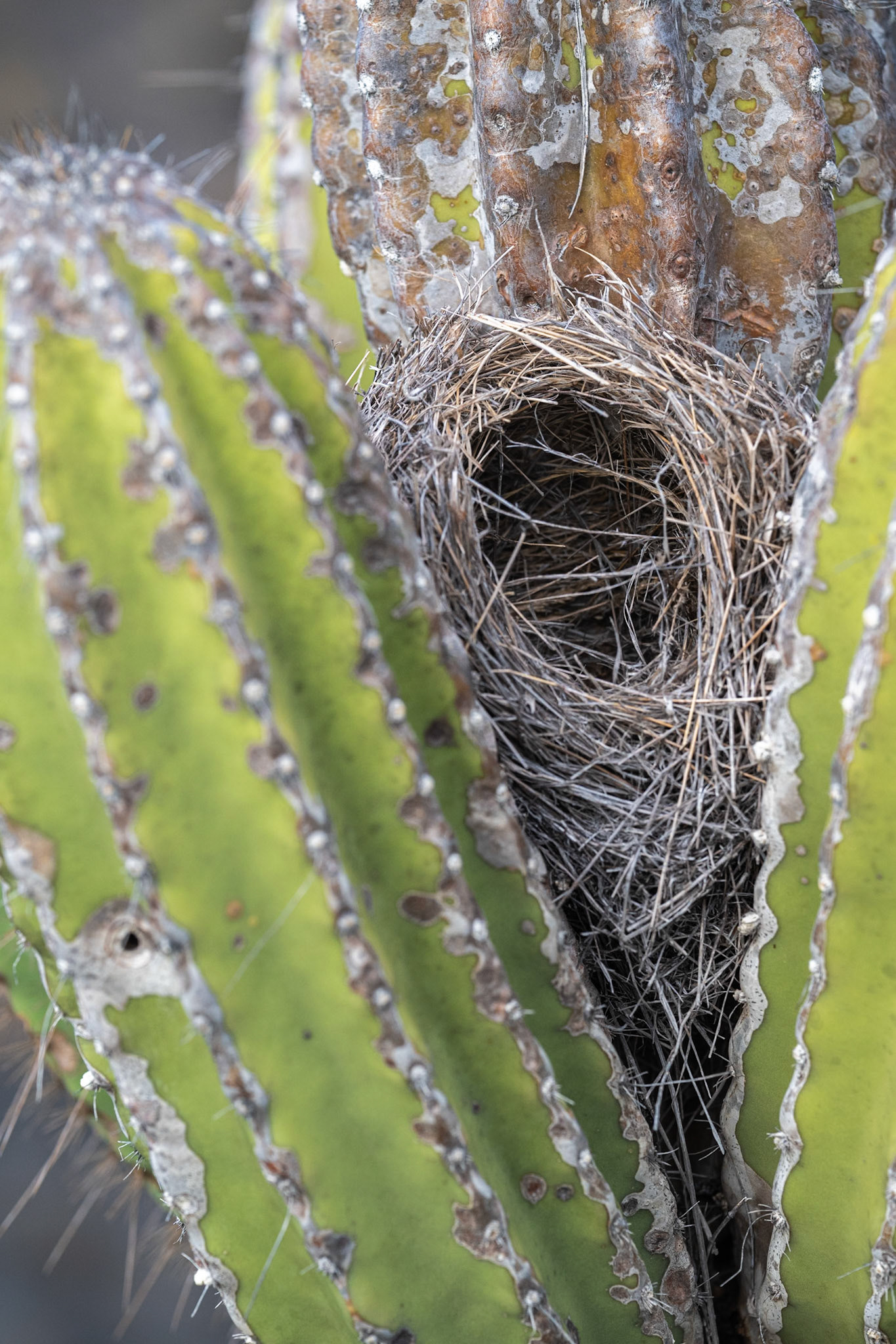 cactus finch nest