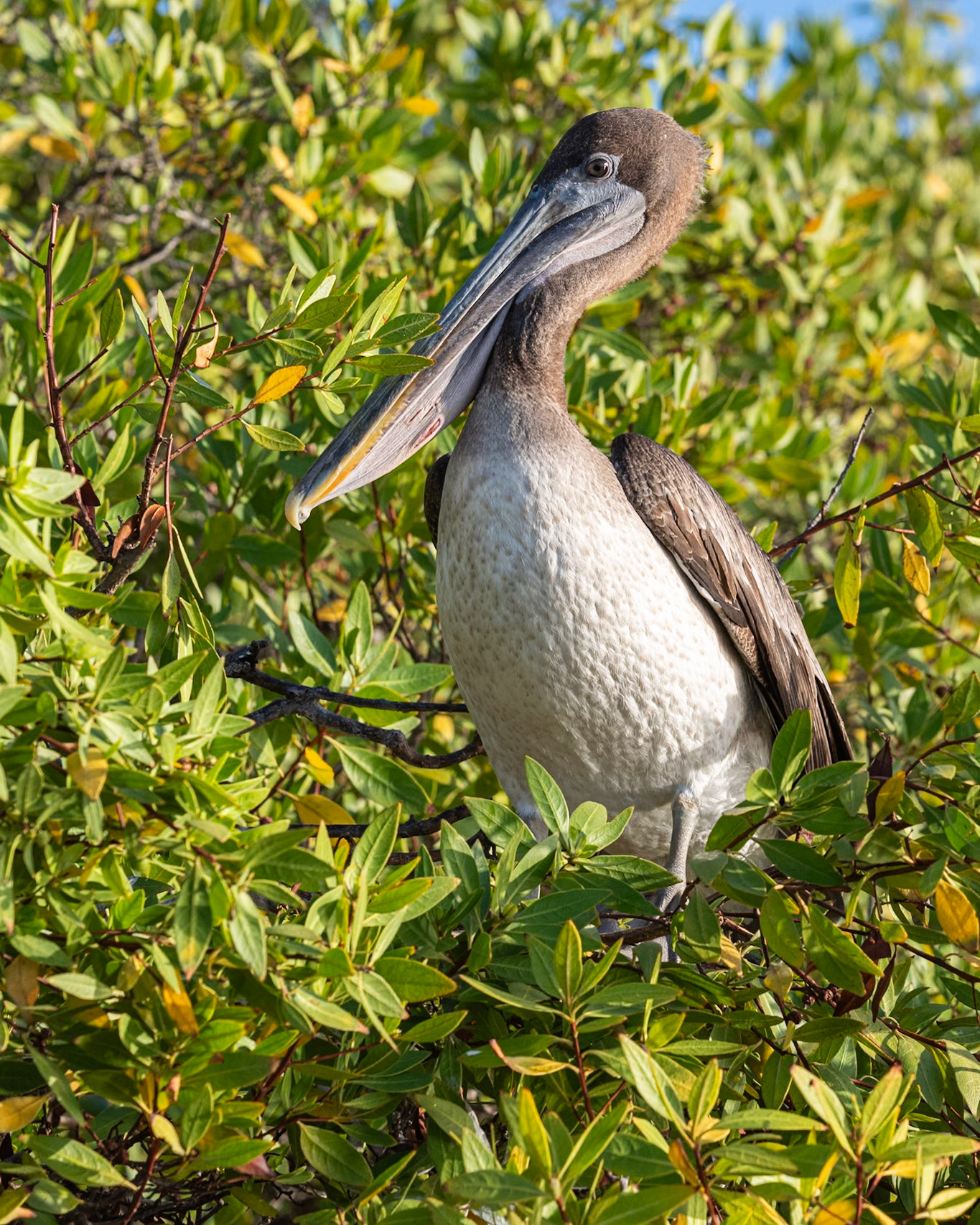 tree perch